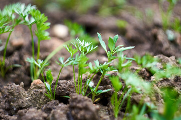 Green tops of carrots in the garden.