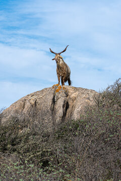 A kind of sardinian mouflon with big horns is smiling on a rock at a sunny day on the sardinian island Caprera