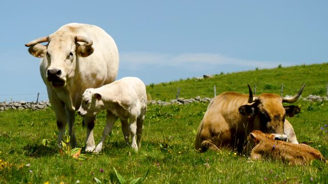 cow and veal- aubrac in France