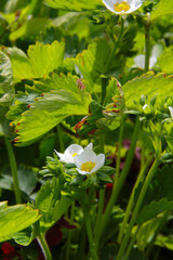 white strawberry flowers and leafs