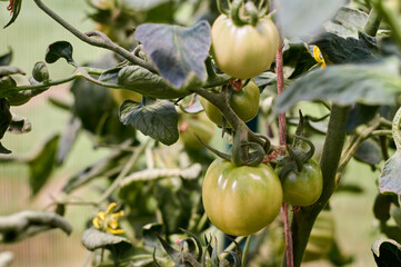 tomatoes harvest in a small domestic greenhouse.