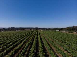 Fototapeta na wymiar Aerial view of rows of green vineyards growing in the agricultural lands of Esmeriz, Famalicao, Minho Region. Minho is the biggest wine producing region in Portugal.