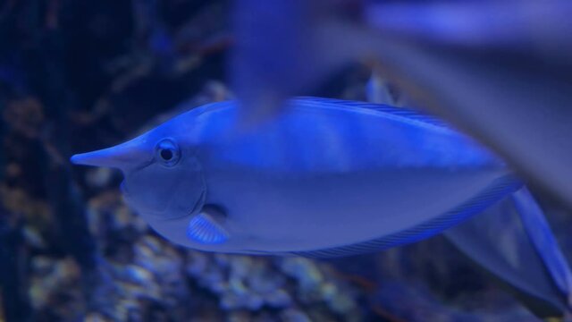 Portrait of funny fish with long nose swimming in large public aquarium tank at oceanarium with blue illumination. Underwater life concept