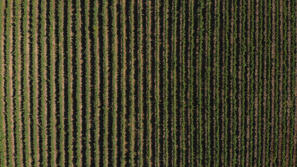 Aerial view of rows of green vineyards growing in the agricultural lands of Esmeriz, Famalicao, Minho Region. Minho is the biggest wine producing region in Portugal.