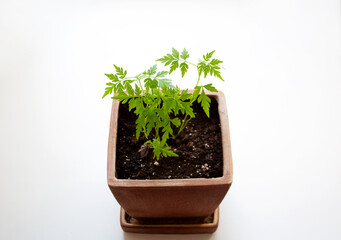 Cultivated plum tree seedlings in brown clay pot isolated on white background