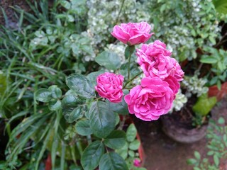 pink rose bush