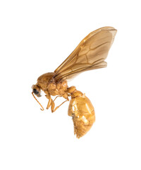 Dead Wasp isolated on white background