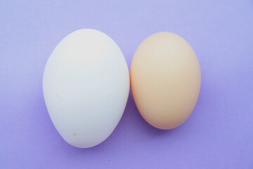 organic chicken egg vs farm layer hen egg. brown egg and white egg of hens with blue background.
