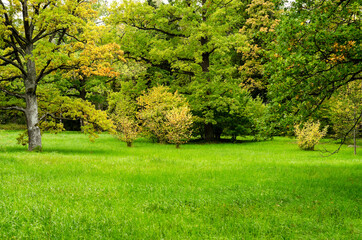 Fototapeta na wymiar Green garden with grass. Summer courtyard with lawn. Beautiful summer landscape landscape park. Nature for background on postcard.