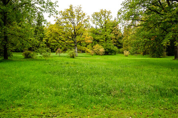 Fototapeta na wymiar Green garden with grass. Summer courtyard with lawn. Beautiful summer landscape landscape park. Nature for background on postcard.