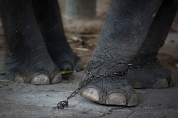 Chained elephant 10