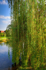 Branches of a weeping willow ( Salix babylonica ) descending to the water against the background of the river and the blue sky
