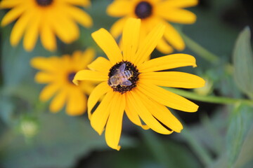 A Honey Bee Feeding On A Black Eyed Susan