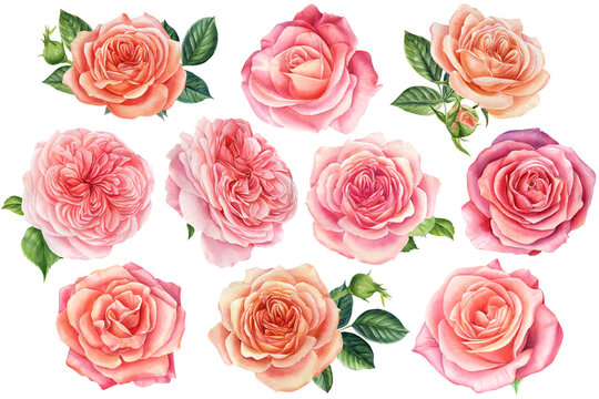 Set of flowers, pink roses, on a white background. Watercolor botanical illustration.