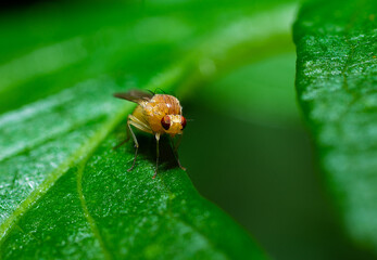 żółta mucha na zielonym liściu