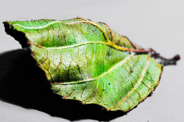 zielony liść na szarym tle