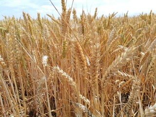 field of wheat
