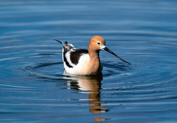 A breeding American Avocet male floating in a blue water lake on a sunny mid April day in Colorado.