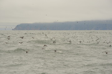 birds over the ocean