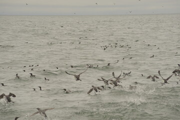 birds over the ocean