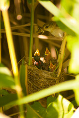 Acrocephalus warblers is feeding the chicks at nest. Marsh warbler or reed warbler is feeding the chicks at nest