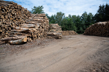 coupe de bois en foret