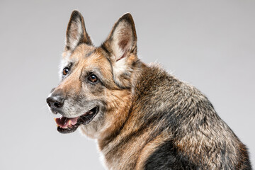 Portrait of a beautiful happy old dog. German Shepherd Dog gray-haired.