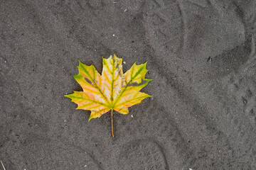 autumn leaf on the ground, soil