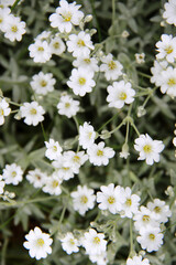 lot of small white summer flowers