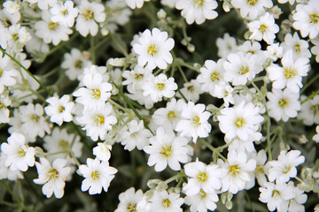 lot of small white summer flowers