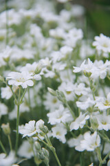 lot of small white summer flowers