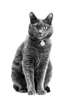 Portrait of a beautiful gray cat in a collar. Background is isolated. The photo is black and white.