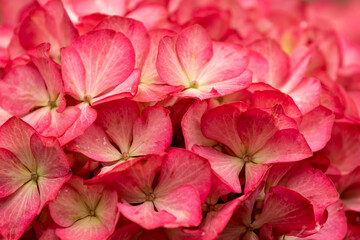 Close-up of colorful hydrangea (hortensia) flowers