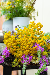 Folk medicine. Tansy -Tanacetum vulgare - a beautiful plant with bright yellow flowers.