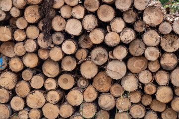 coupe de bois en foret