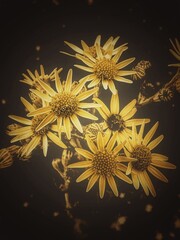 abstract floral background