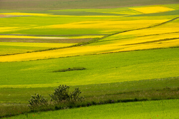 Obraz premium Agricultural valley with colorful fields in summer