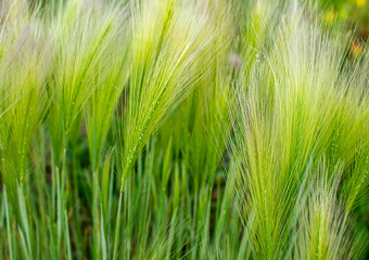 Background of fluffy spikes of green barley close-up.  Selective focus. Hordeum jubatum, Foxtail barley