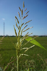 field of wheat