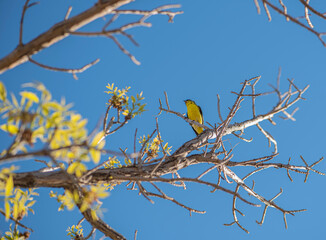 Yellow Finch 