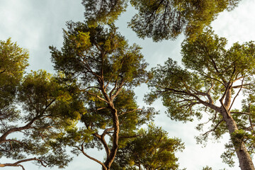 Pins parasols de la Côte d'Azur