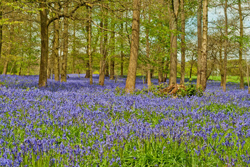 Bluebell Woods at The Spinney in Greys Court Rotherfield Greys near Henley on Thames Oxfordshire England UK