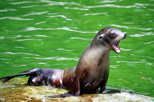 Otariinae Bilder Durchsuchen 66,582 Archivfotos, und