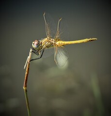Libellula