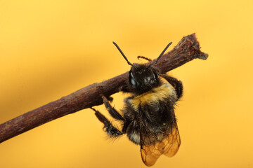 little bumblebee on a twig