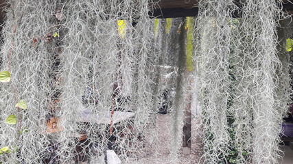 Hermit tentacles or white hermit beards are classified as beautiful ornamental plants and are natural curtains that prevent heat.