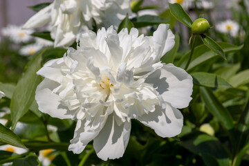 snow-white peony close-up in the sun