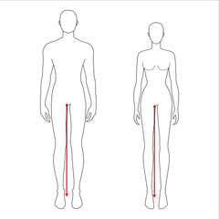 Women and men to do legs length measurement fashion Illustration for size chart. 7.5 head size girl and boy for site or online shop. Human body infographic template for clothes. 