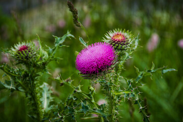 St. Moritz, Distel, Musk Distel, Carduus, Carduus nutans, Wildblume, Bergblume, Alpenblume, Bergkräuter, Bergwiese, Wanderweg, Oberengadin, Graubünden, Alpen, Sommer, Schweiz