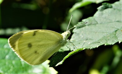 Farfalla su una foglia